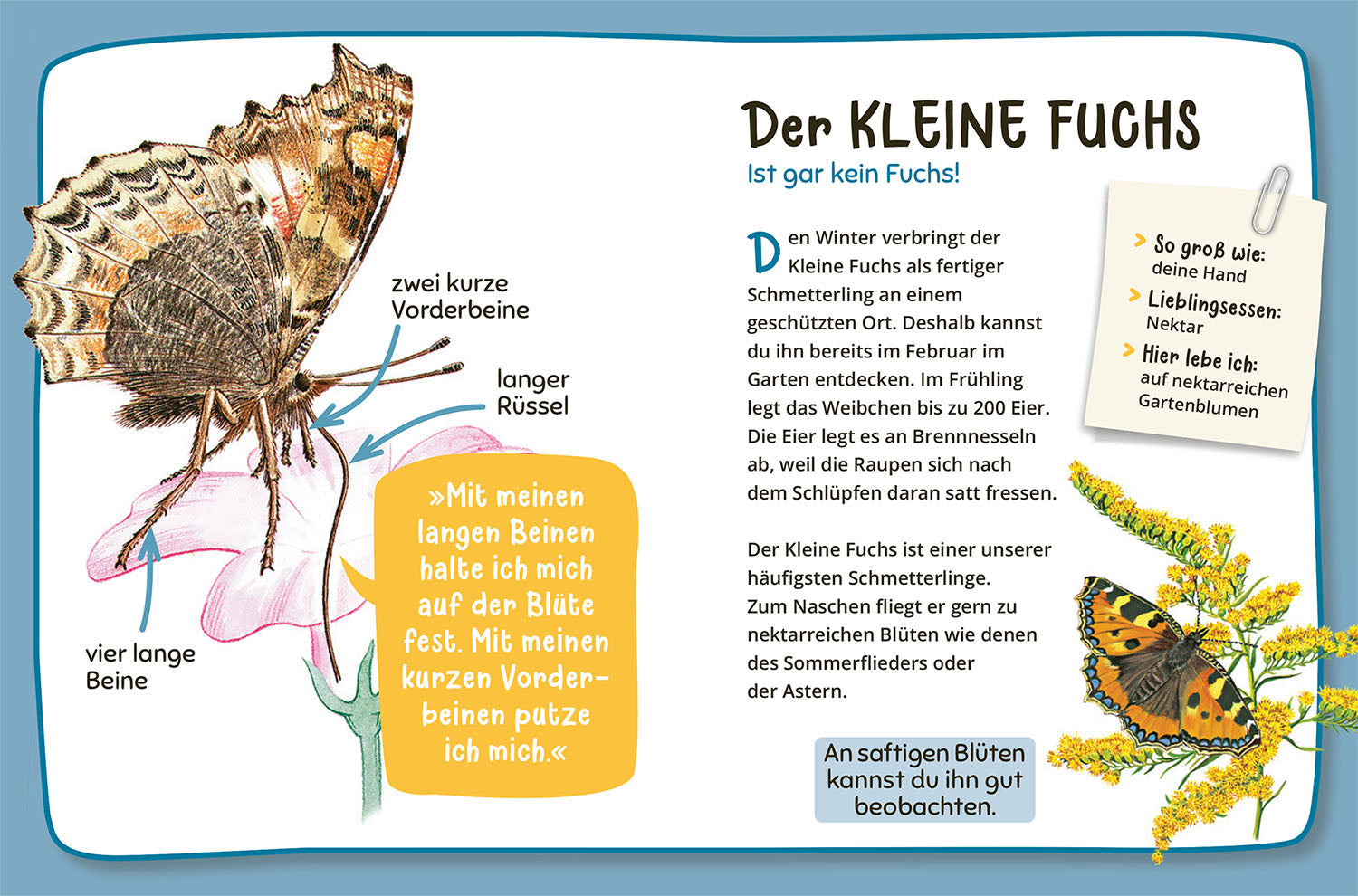 Mein erster Naturführer Was lebt im Garten?