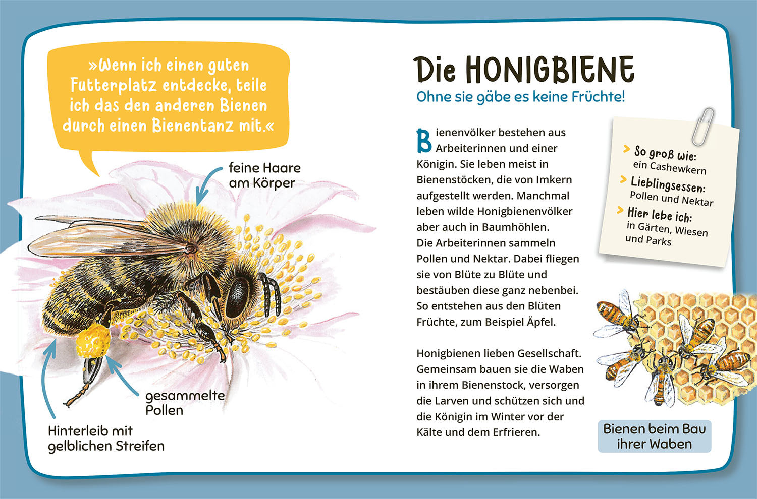 Mein erster Naturführer Was lebt im Garten?