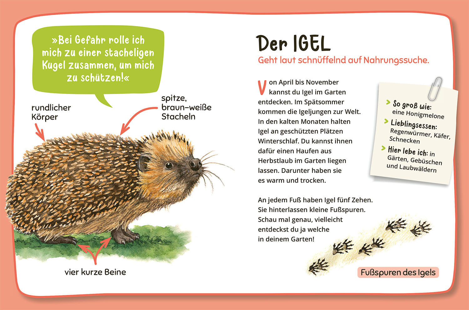 Mein erster Naturführer Was lebt im Garten?