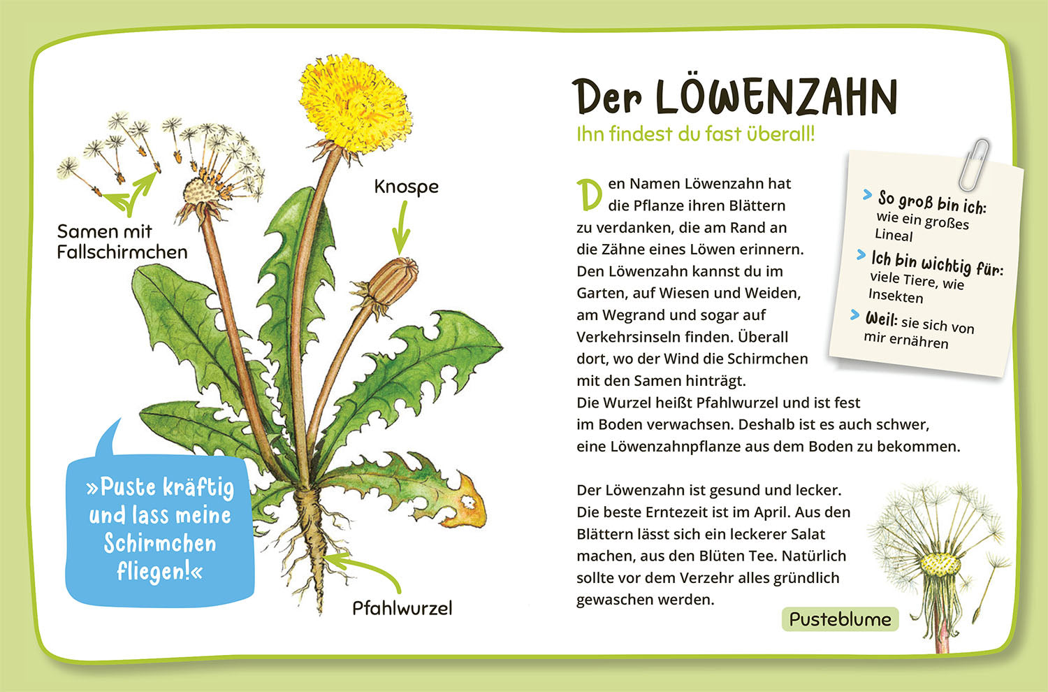Mein erster Naturführer Was lebt im Garten?
