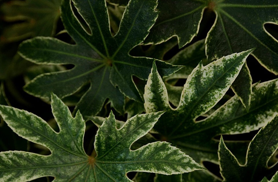 Von Bogenhanf bis Philodendron