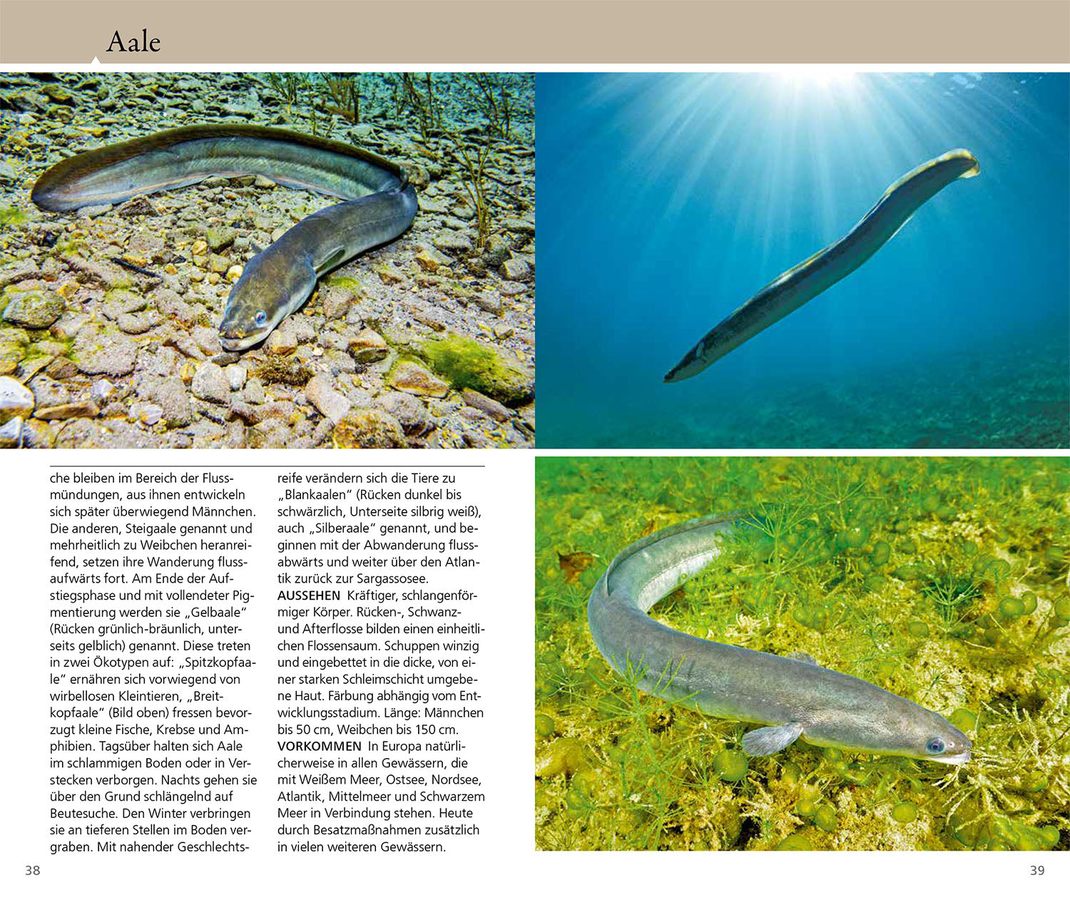 What fish is that?