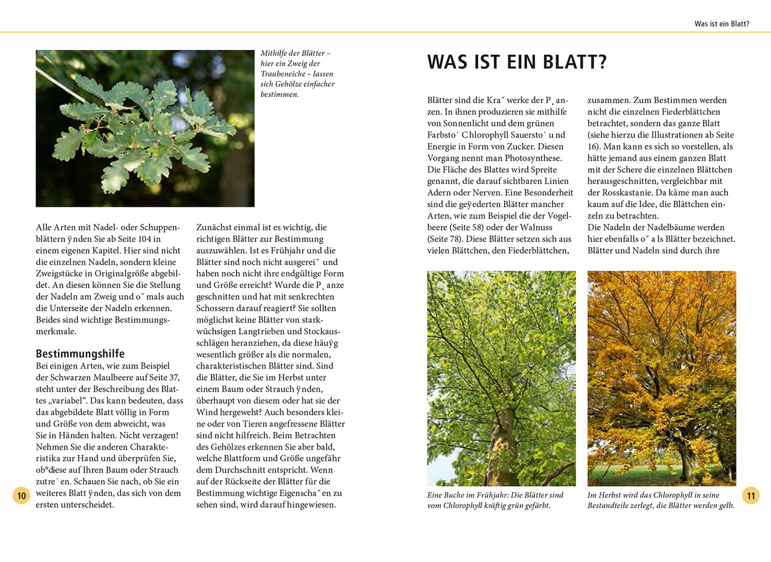 Recognizing Trees by Their Leaves - 78 Deciduous and Coniferous Trees. Leaves in Original Size