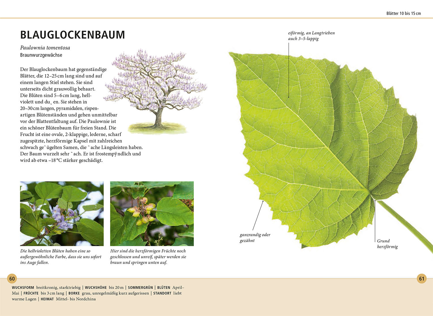 Recognizing Trees by Their Leaves - 78 Deciduous and Coniferous Trees. Leaves in Original Size