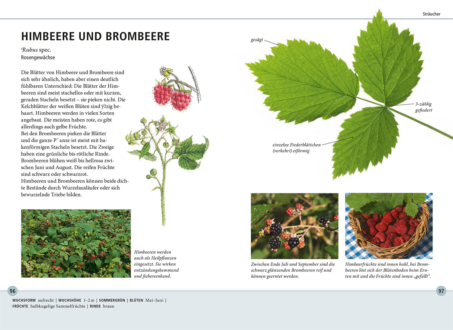 Recognizing Trees by Their Leaves - 78 Deciduous and Coniferous Trees. Leaves in Original Size