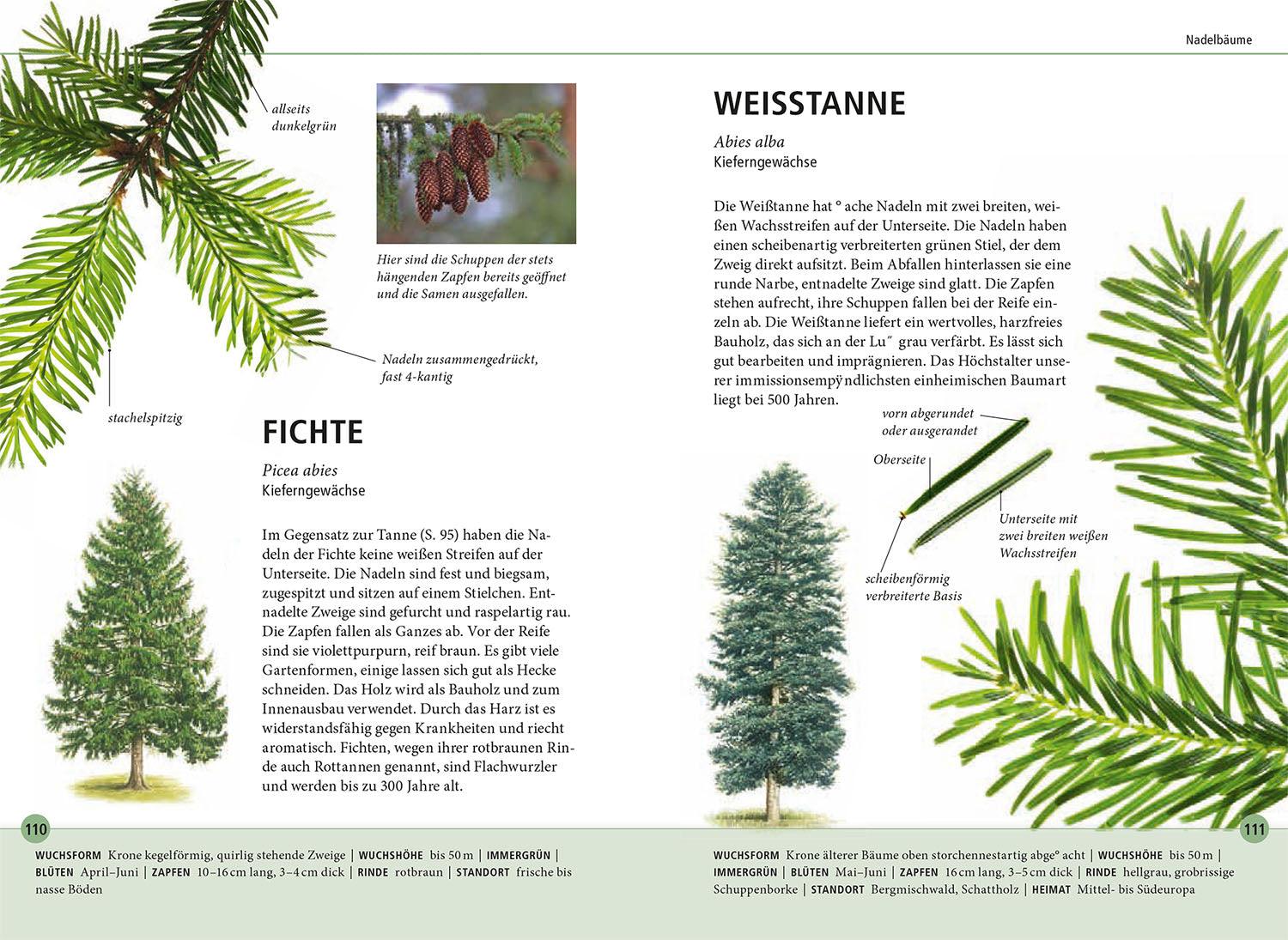 Recognizing Trees by Their Leaves - 78 Deciduous and Coniferous Trees. Leaves in Original Size