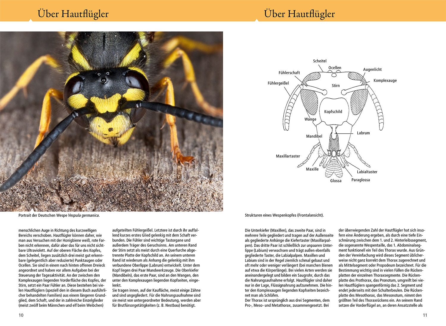 Bees, wasps, ants