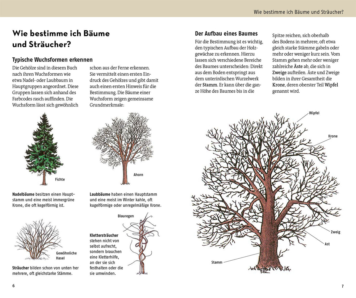 Welcher Baum ist das?