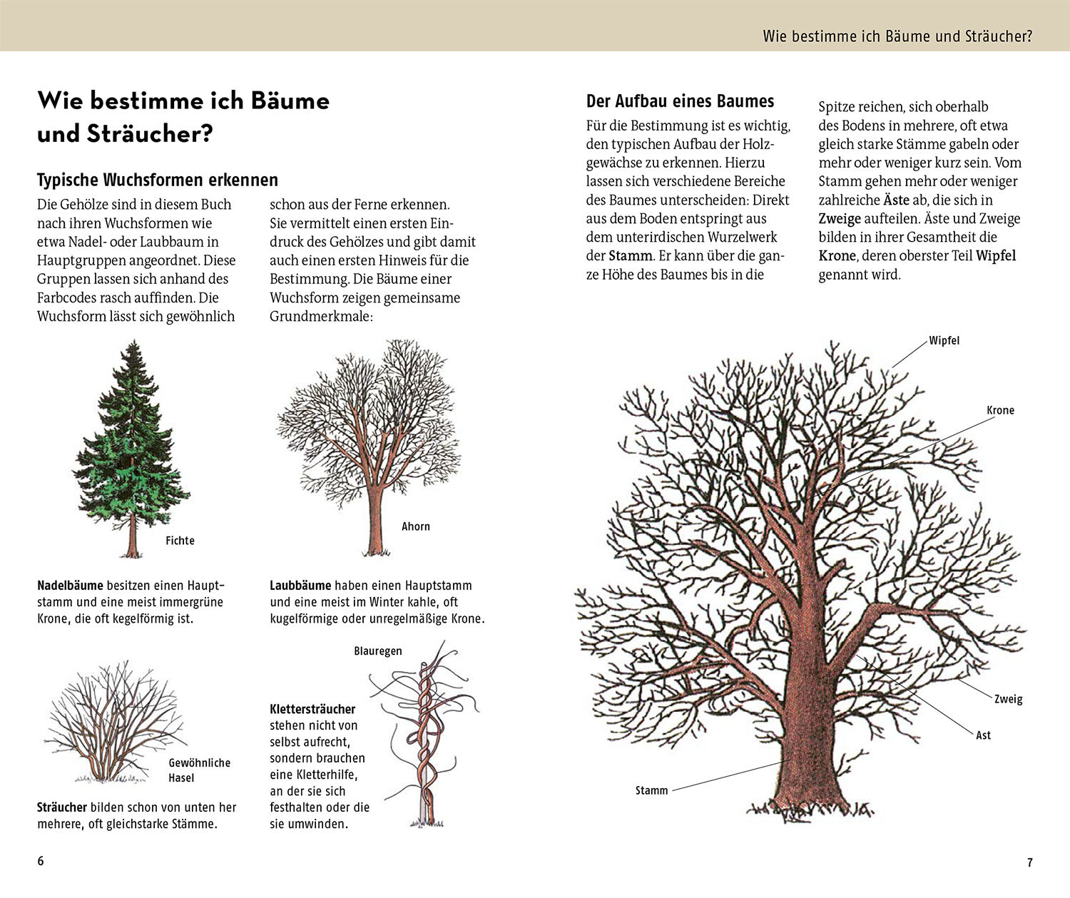 Which tree is that?