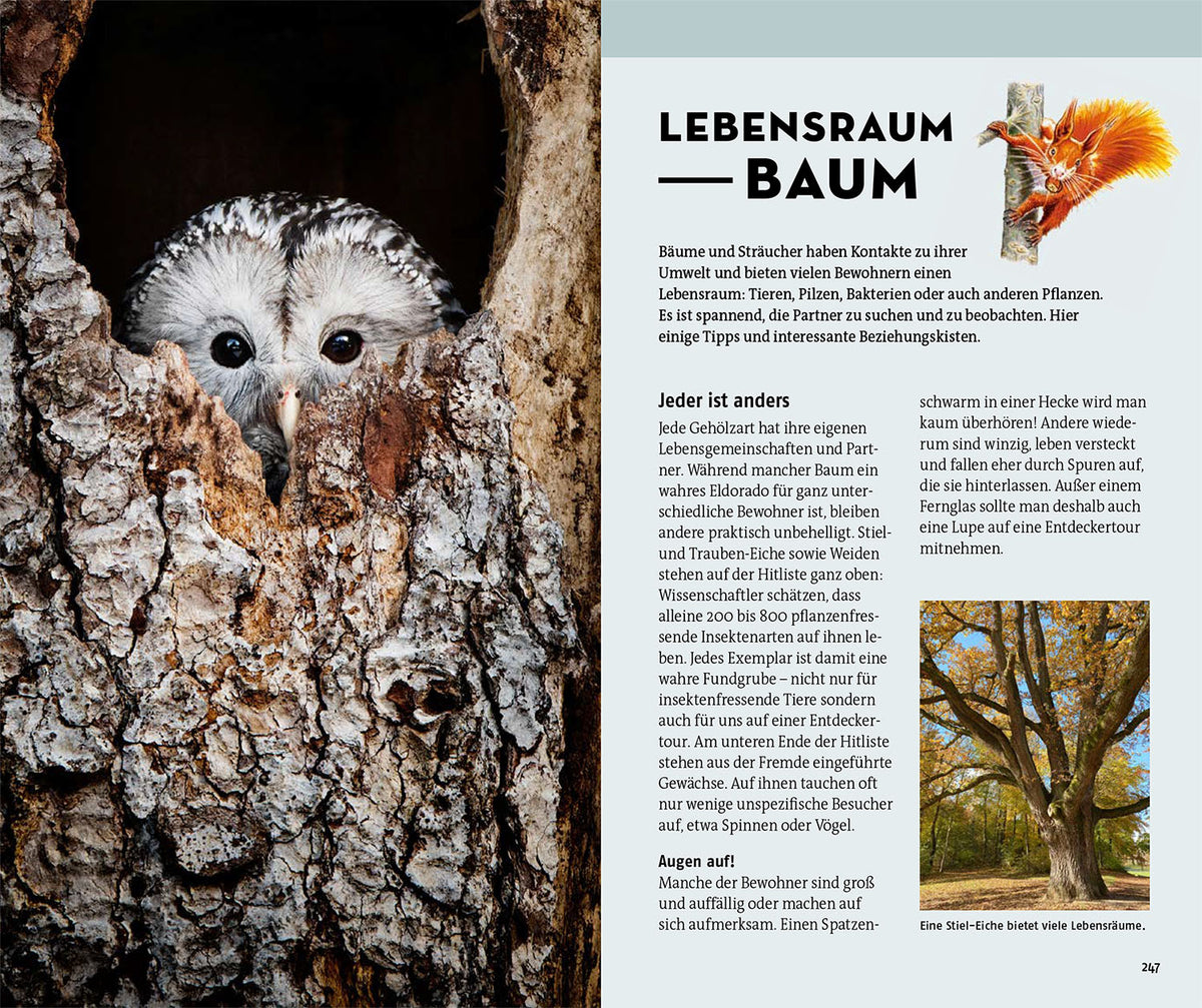 Welcher Baum ist das?