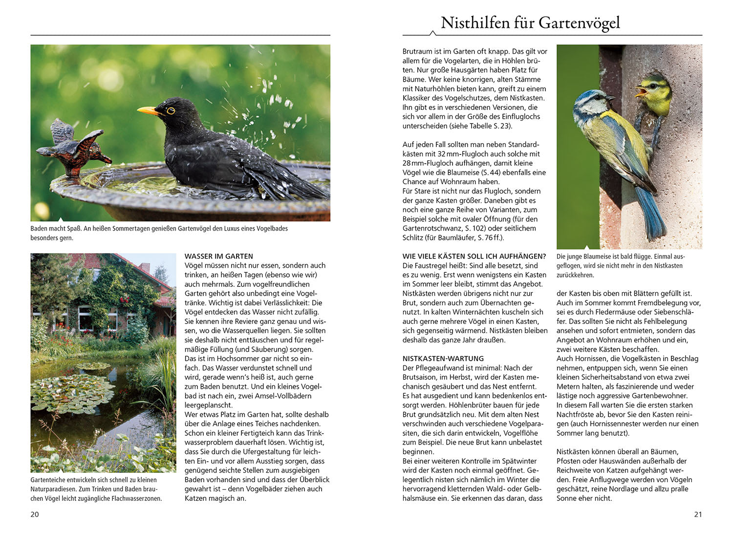 Which garden bird is that?