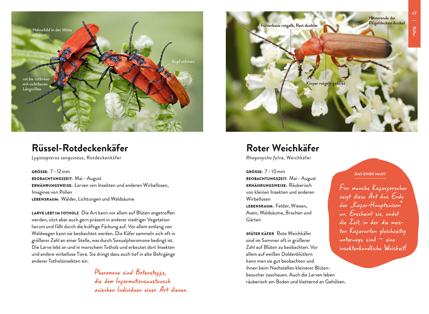 Nature Guide Insekten
