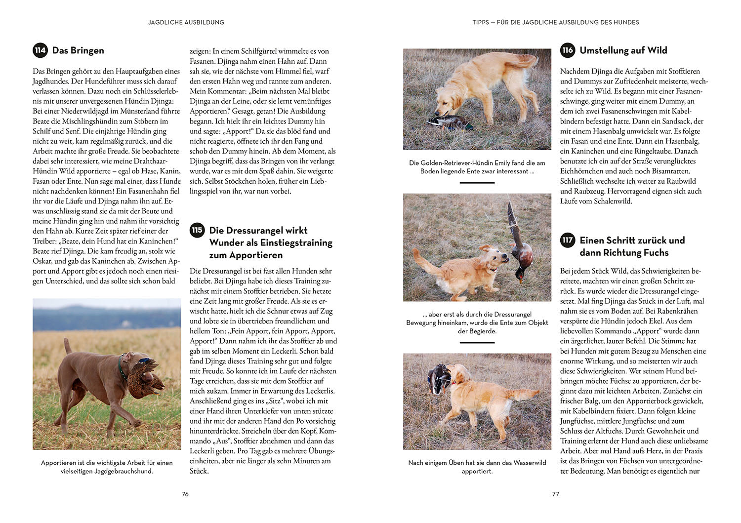 Tips & Tricks for Dog Handlers
