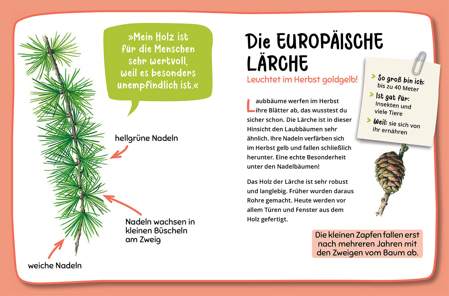 Mein erster Naturführer, Welcher Baum ist das?