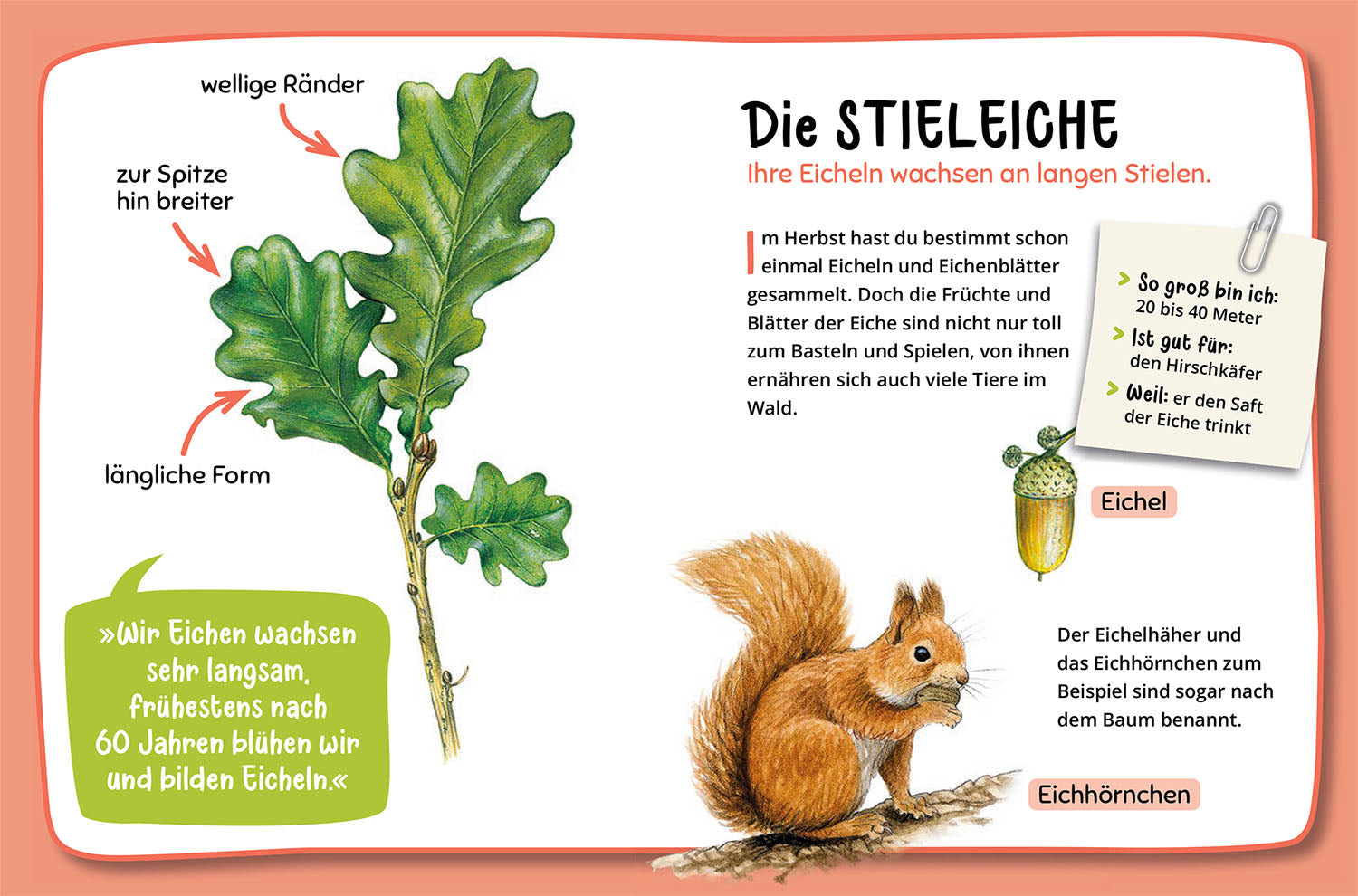 Mein erster Naturführer, Welcher Baum ist das?