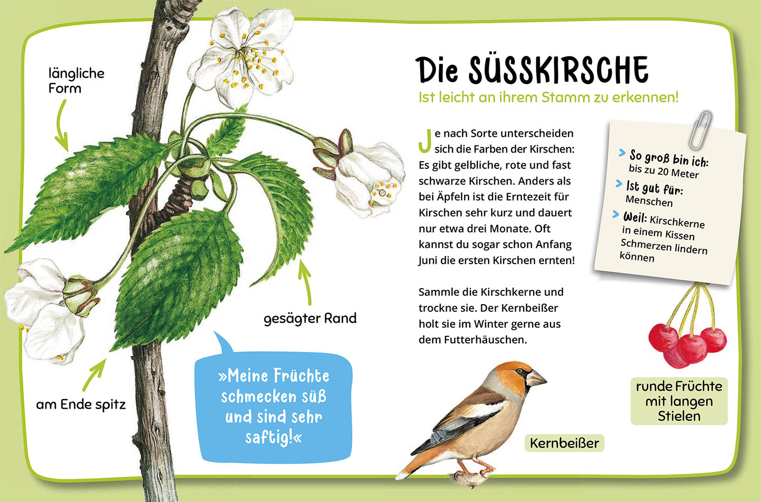 Mein erster Naturführer, Welcher Baum ist das?