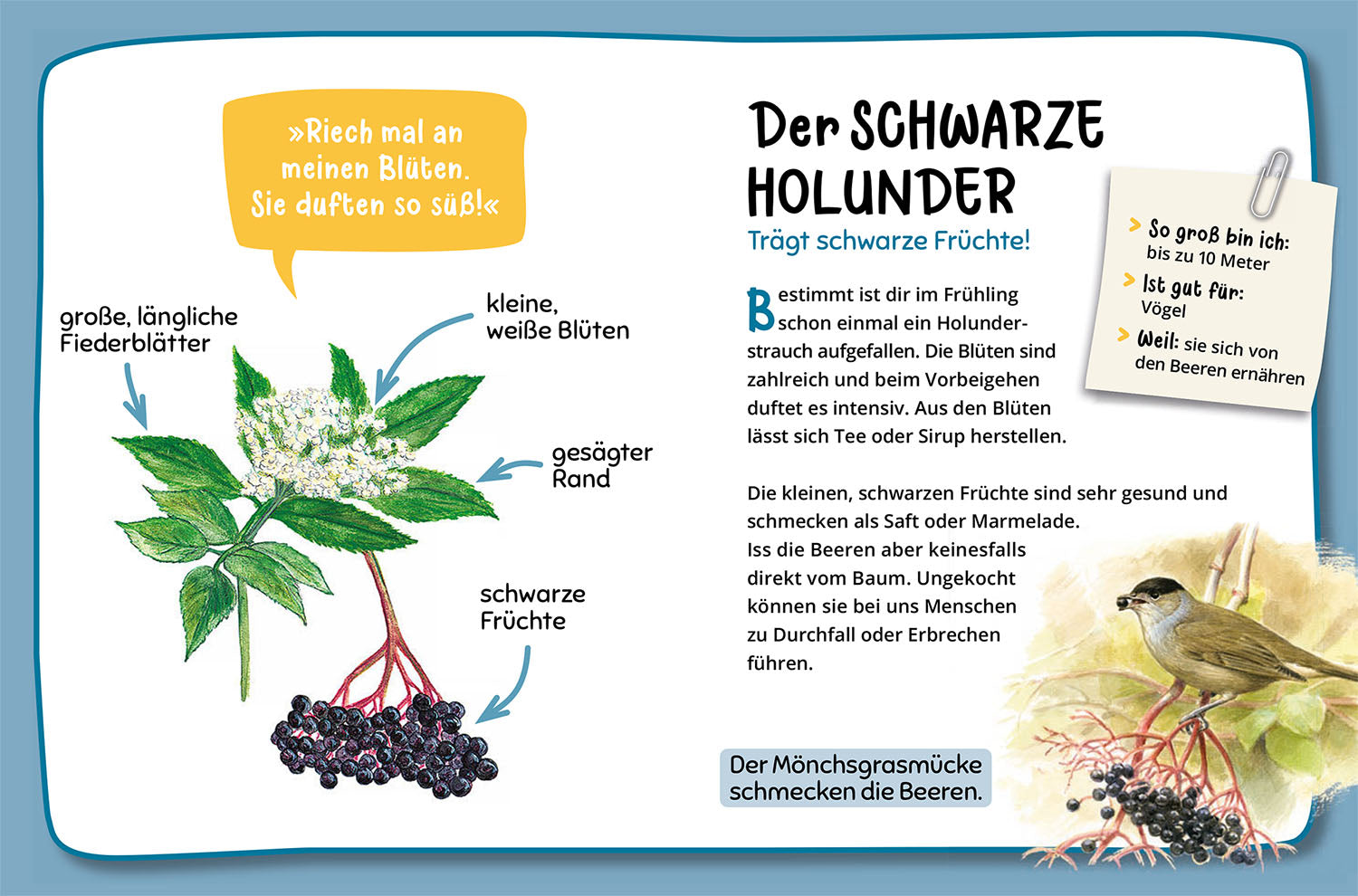 Mein erster Naturführer, Welcher Baum ist das?
