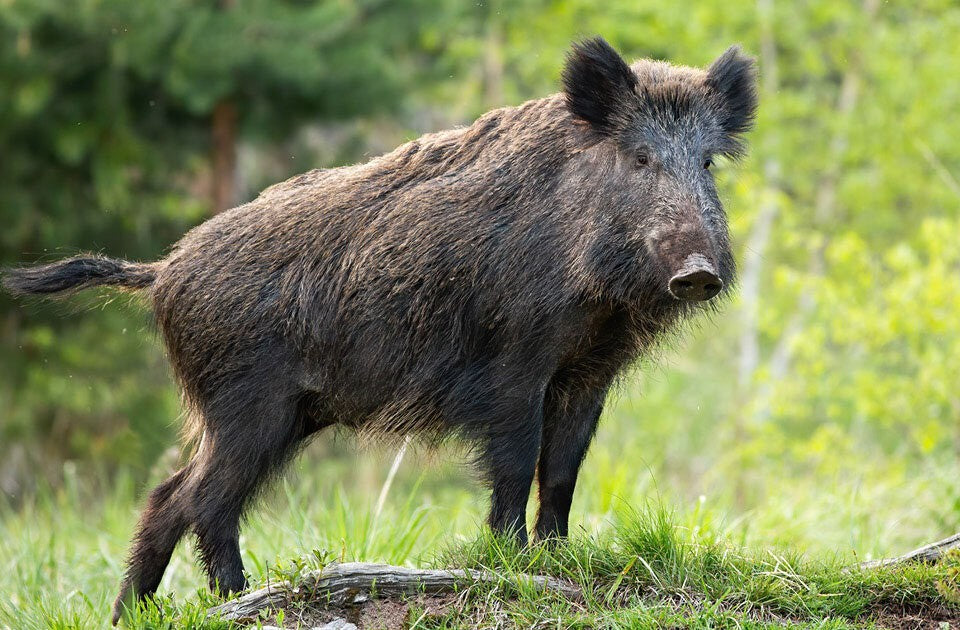 Wildbiologisches Wissen für jede Jahreszeit