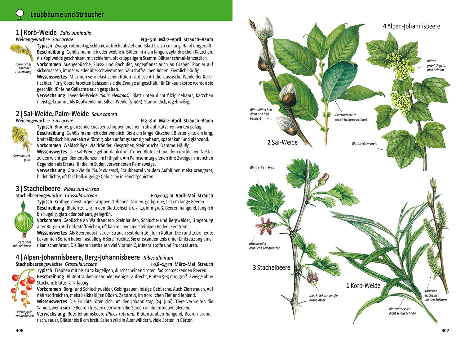 Was blüht denn da - Das Original