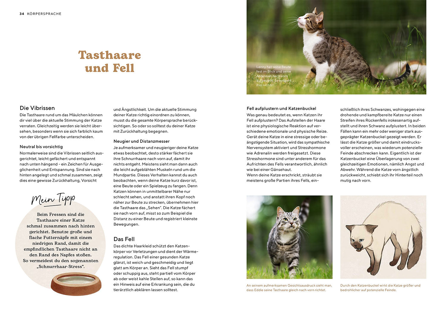Katzensprache
