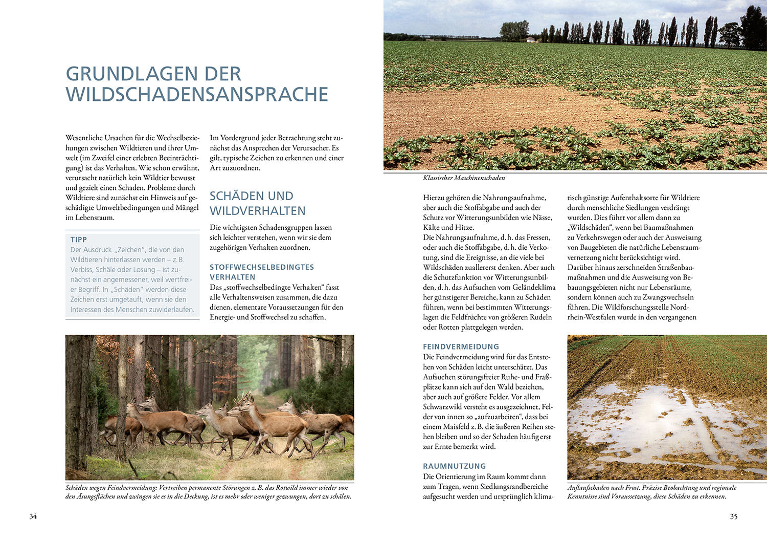 Wildschäden