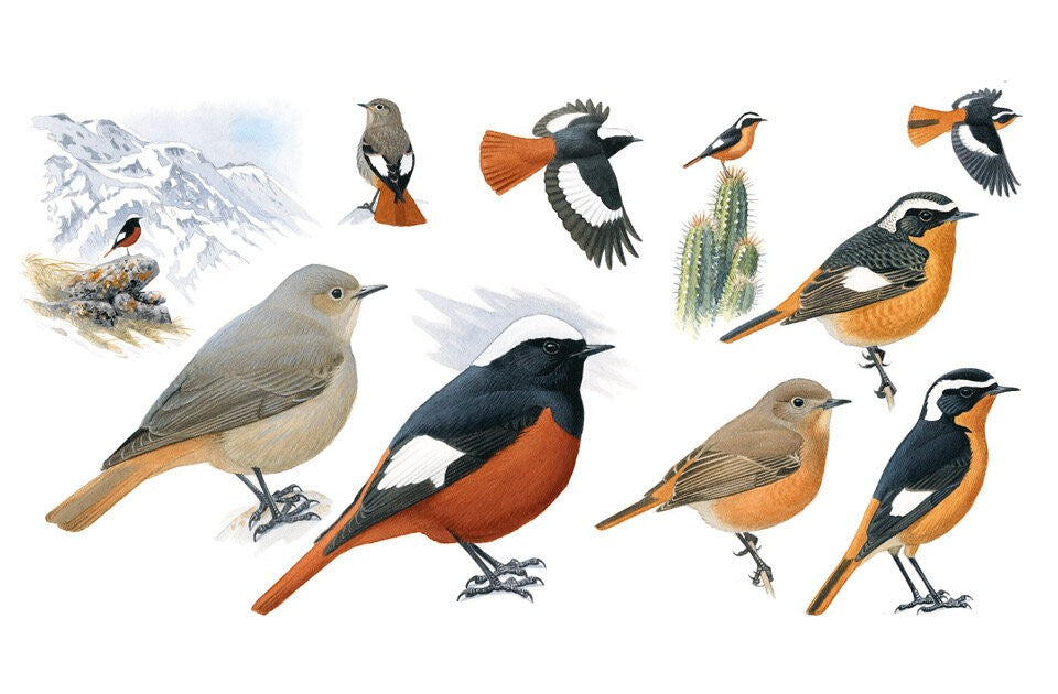 Detaillierte Vogelporträts