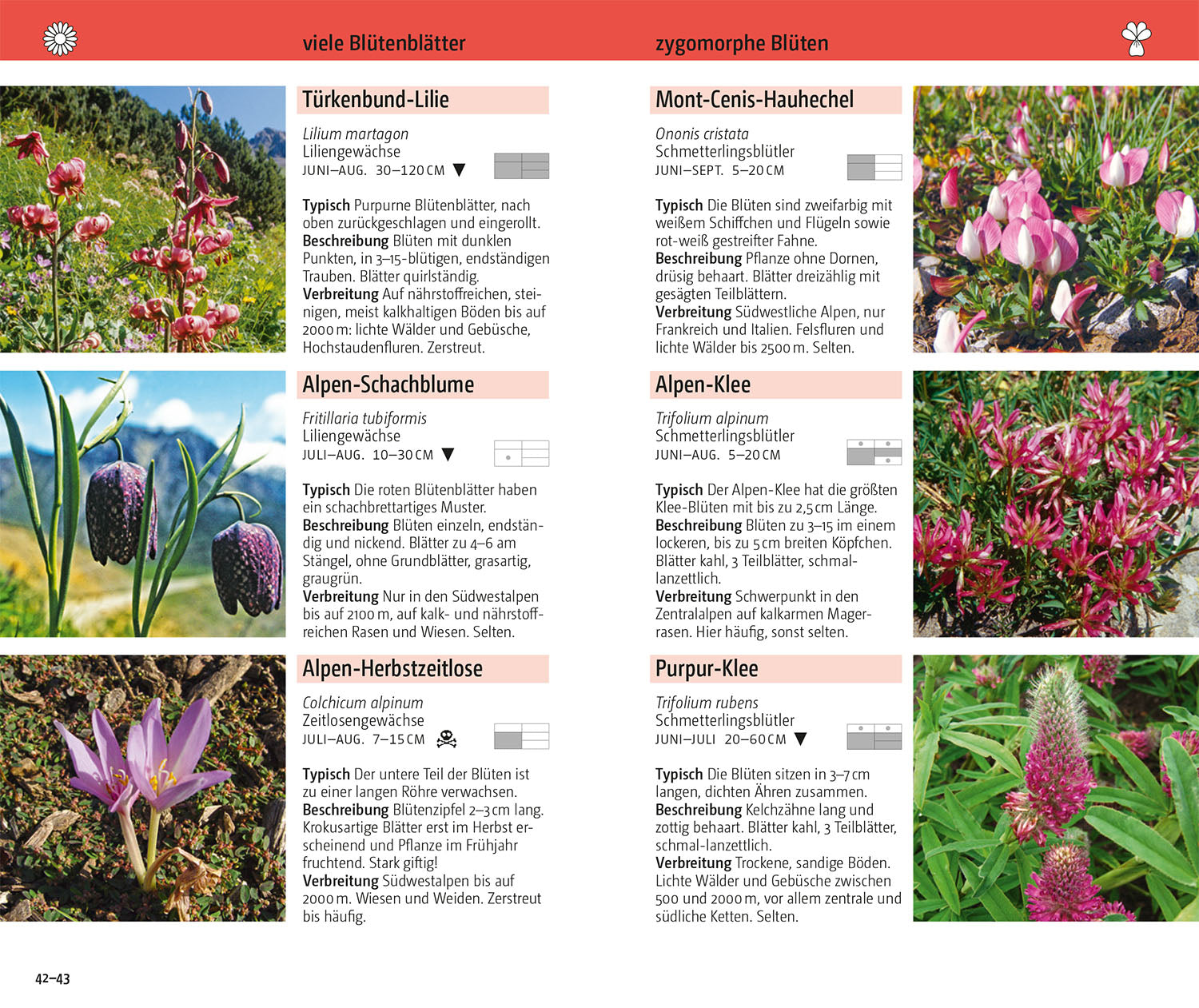 Blumen der Alpen
