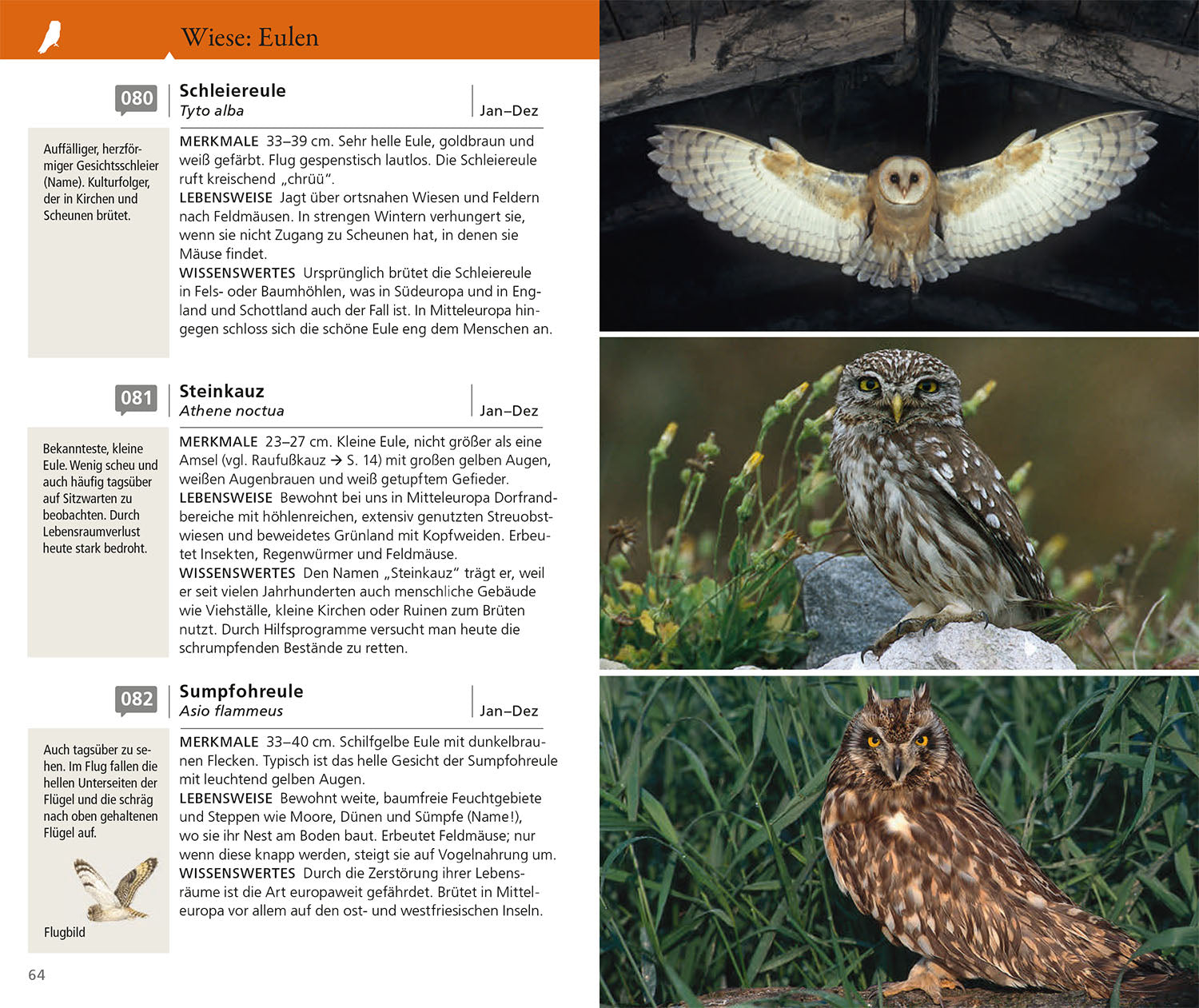 Kosmos Vogelführer für unterwegs