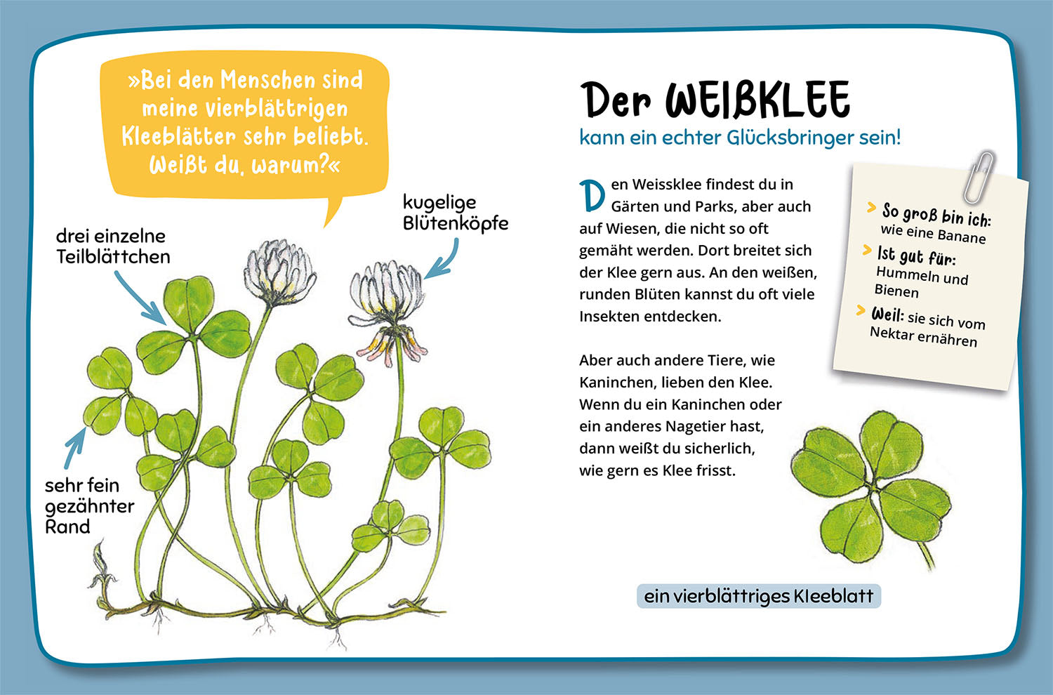 Mein erster Naturführer, Was blüht denn da?