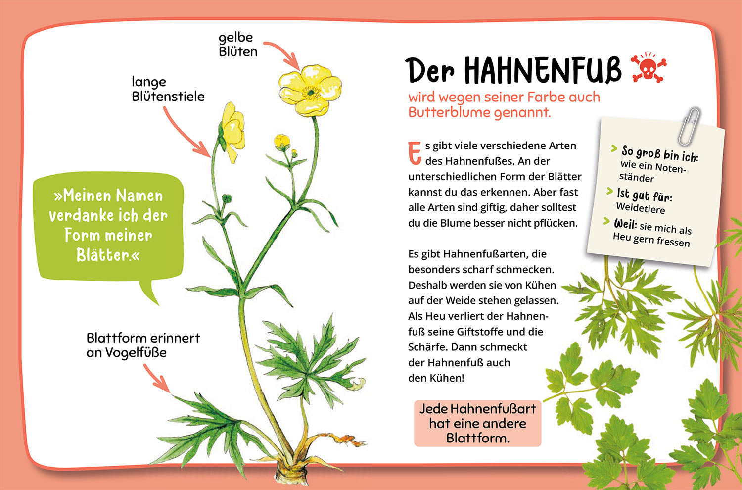 Mein erster Naturführer, Was blüht denn da?