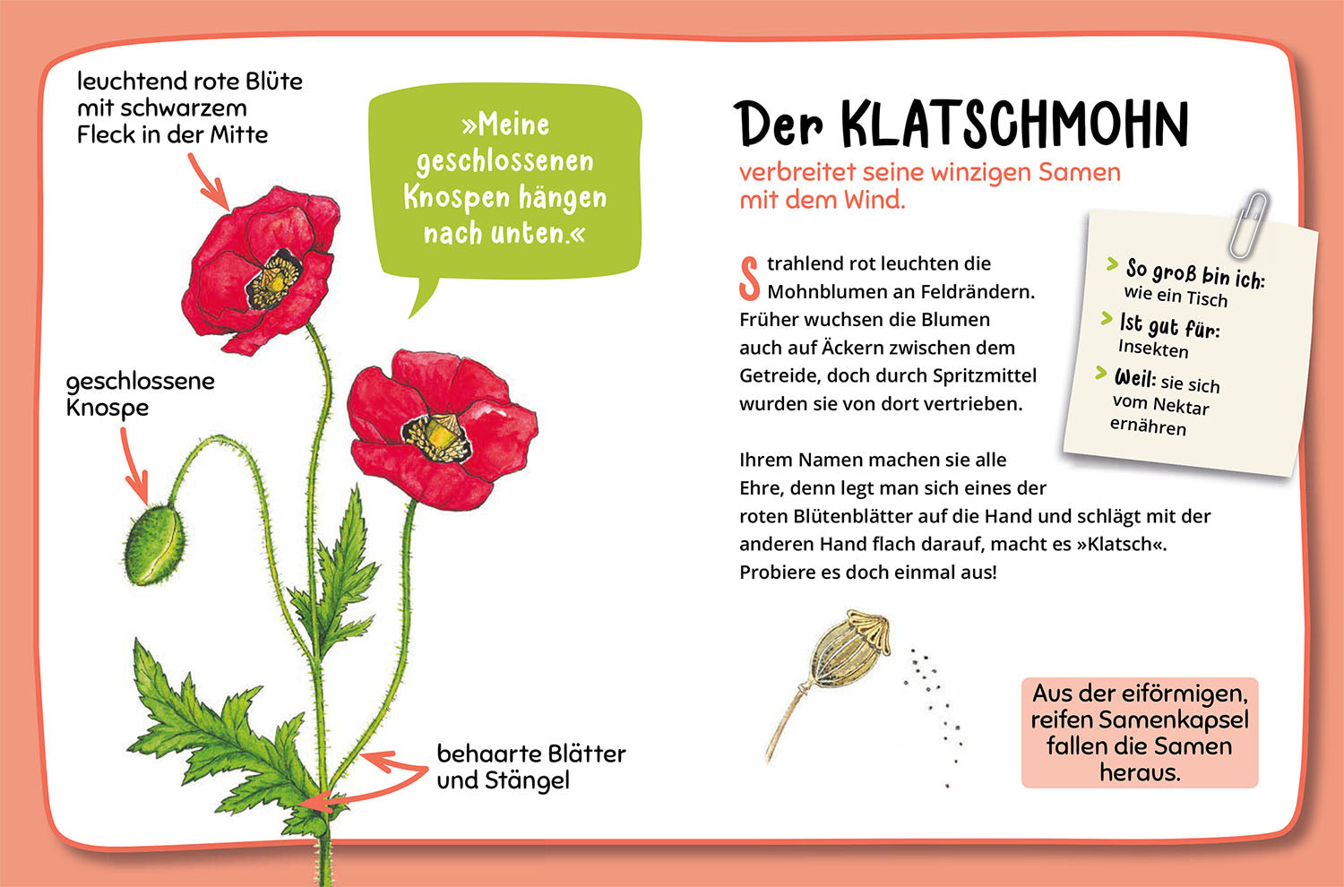 Mein erster Naturführer, Was blüht denn da?