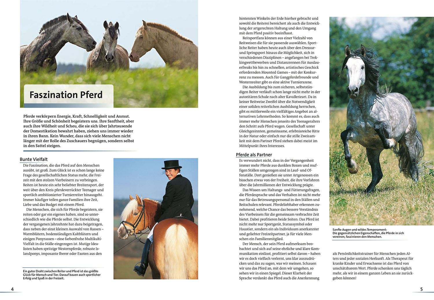 All About Horses