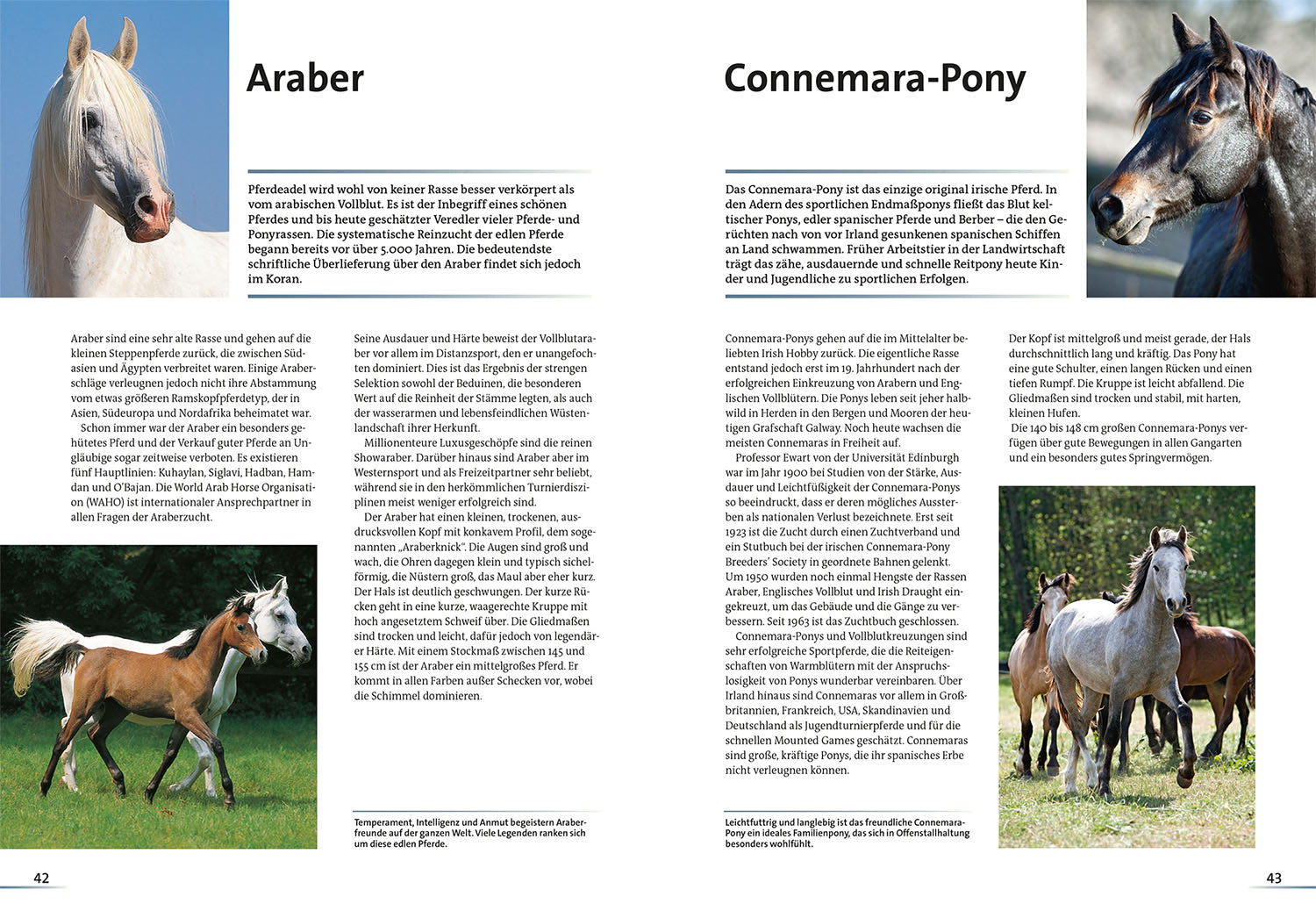 All About Horses