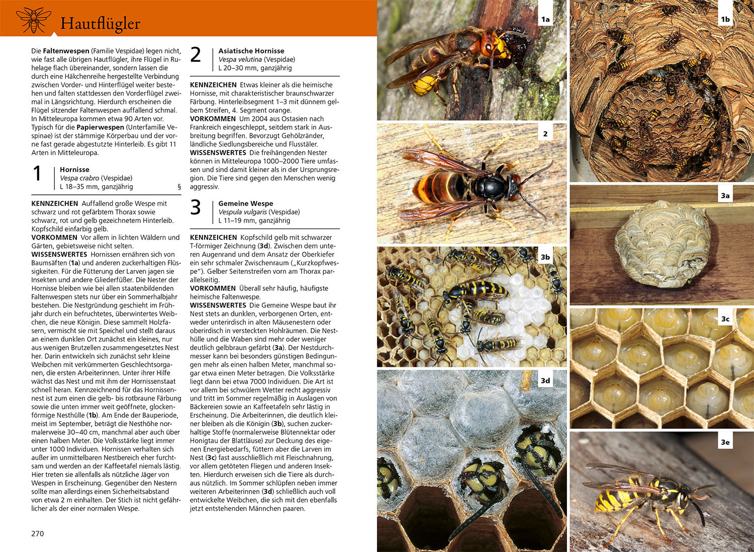 The KOSMOS Insect Guide