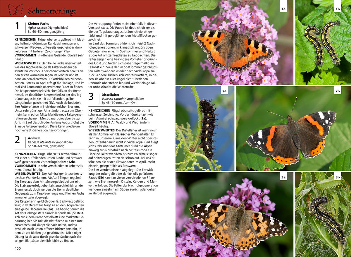 Der KOSMOS Insektenführer