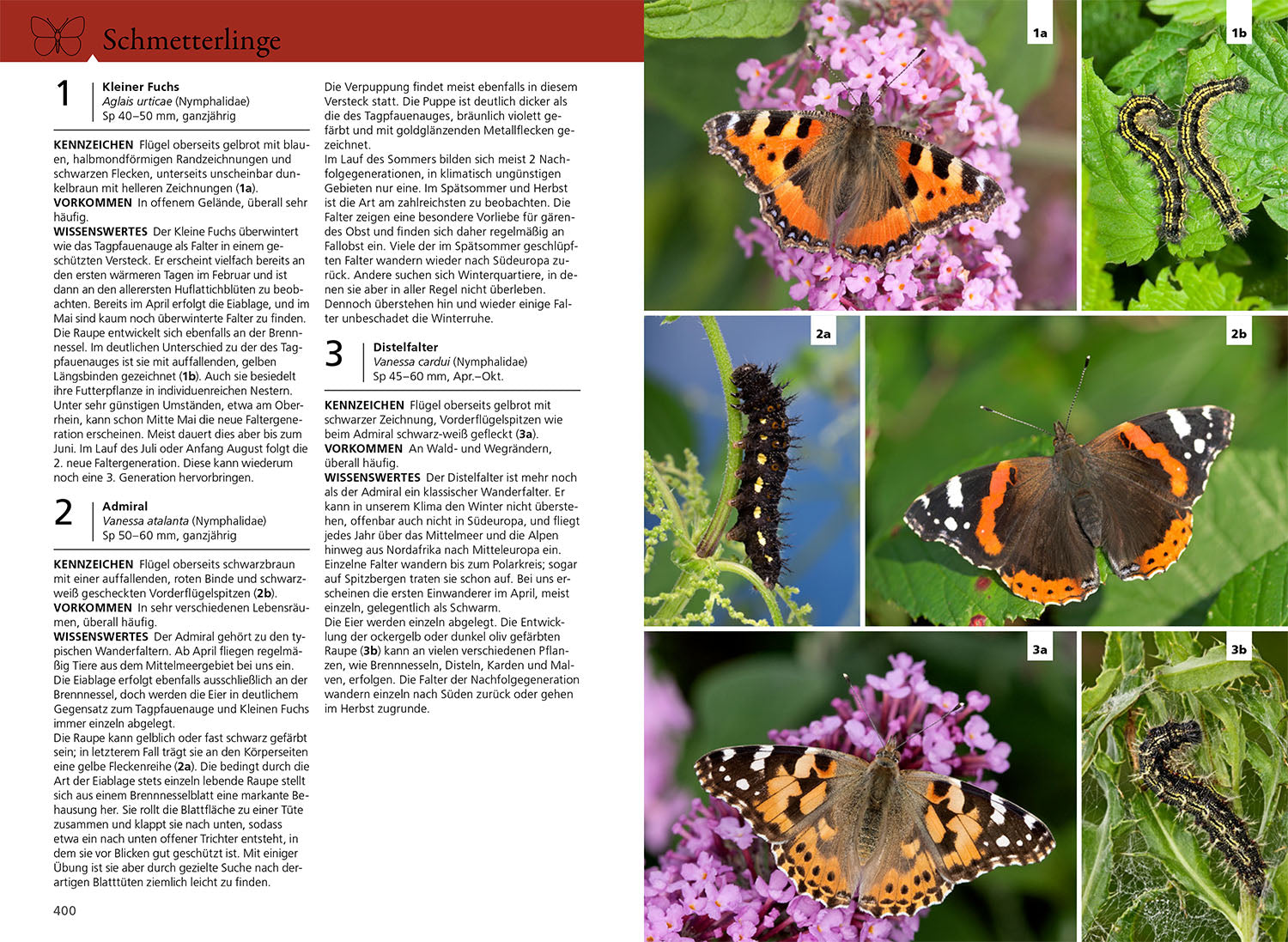 The KOSMOS Insect Guide