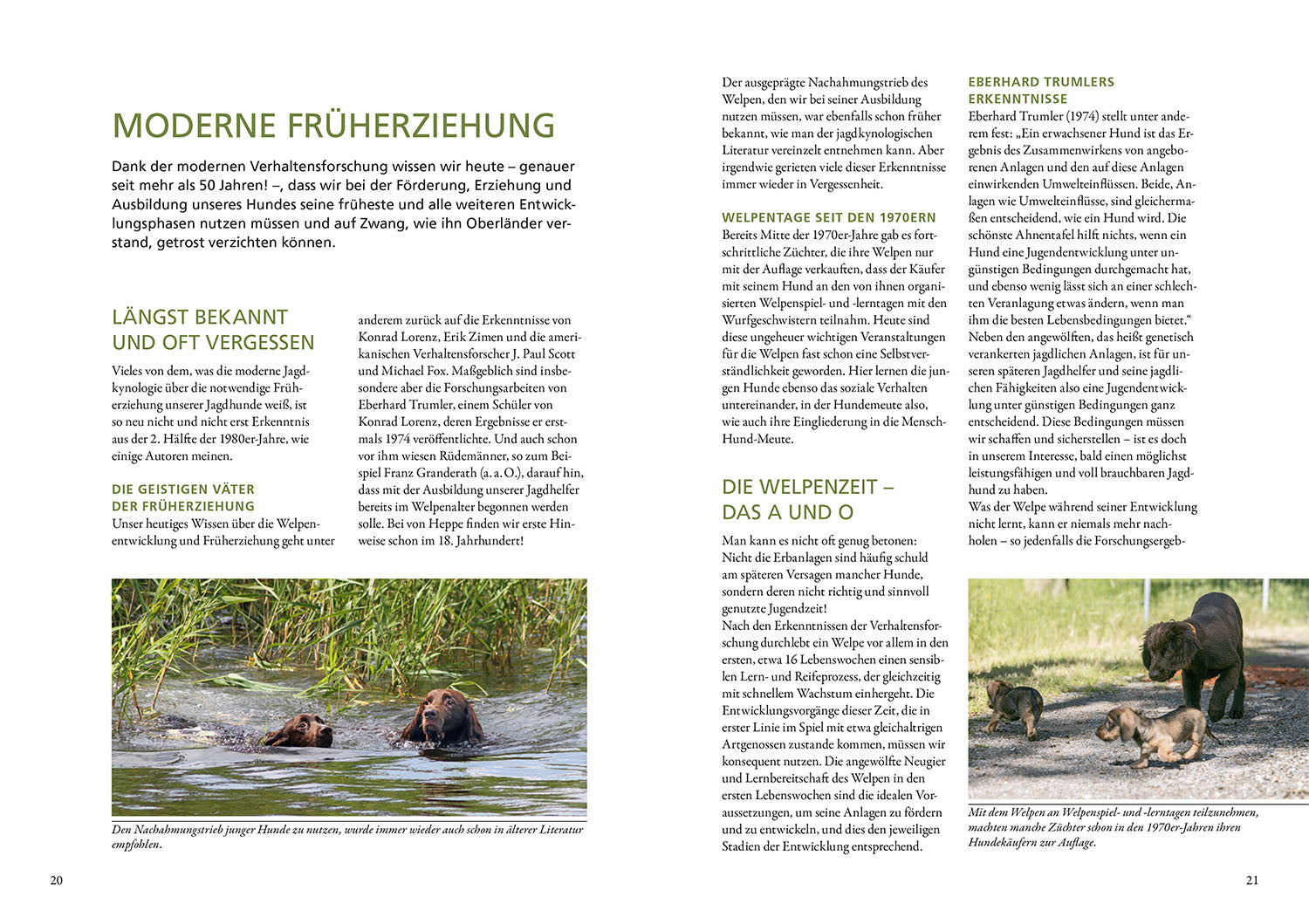 Der Jagdhundwelpe