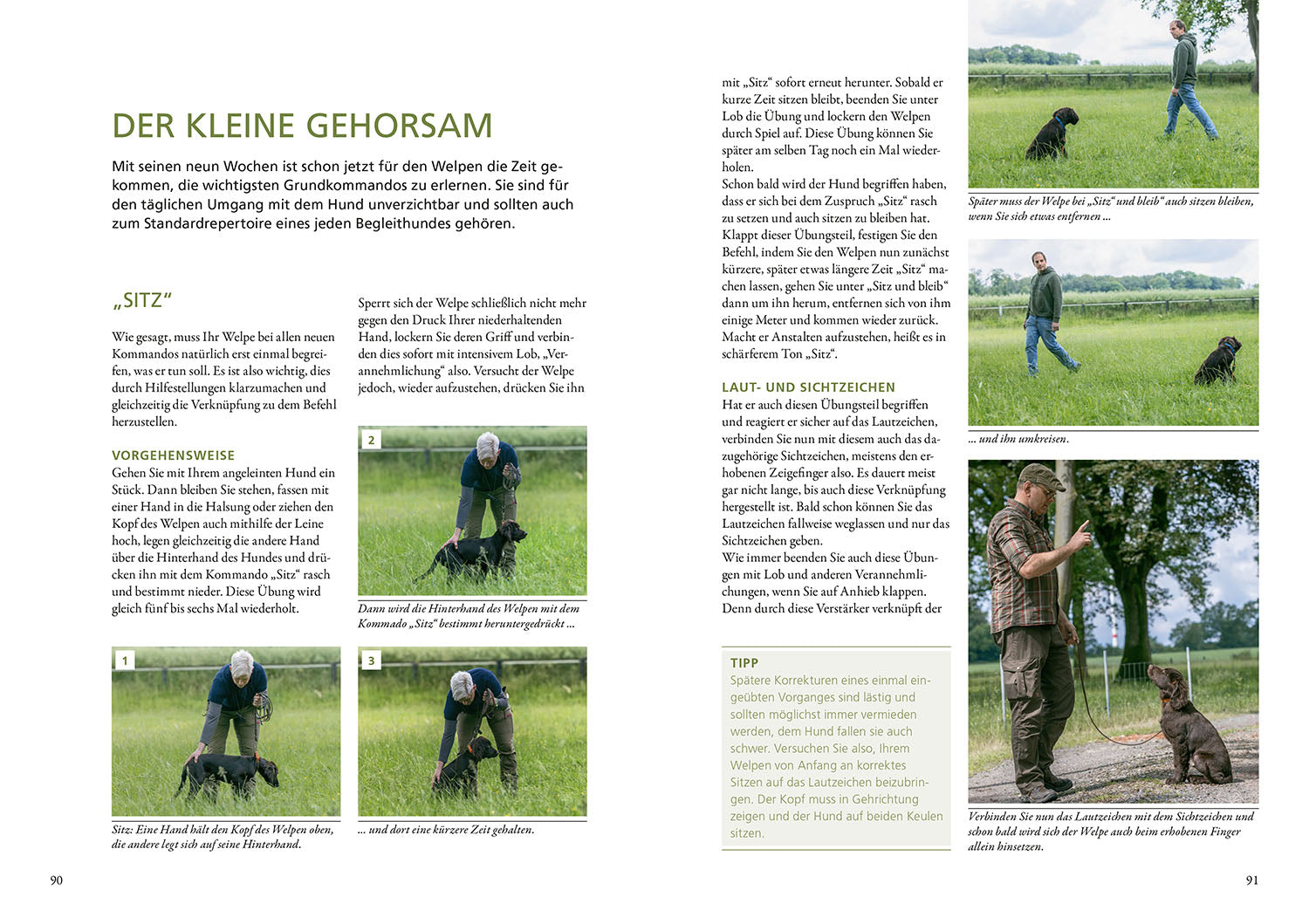 The hunting dog puppy