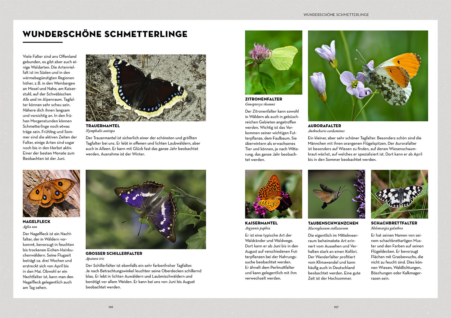 Tiere beobachten mit dem Wildtierguide