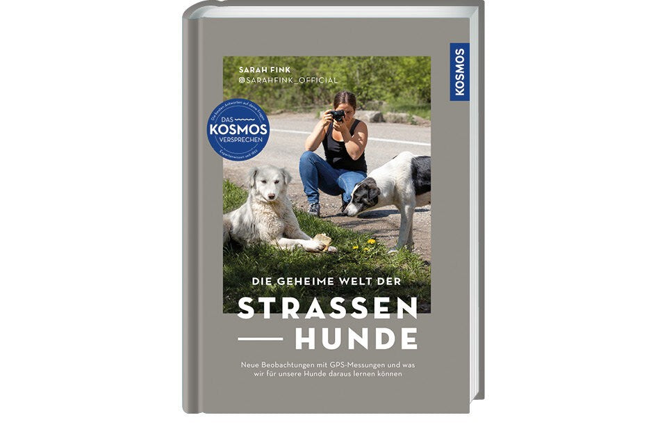 Willkommen in der Welt der Straßenhunde