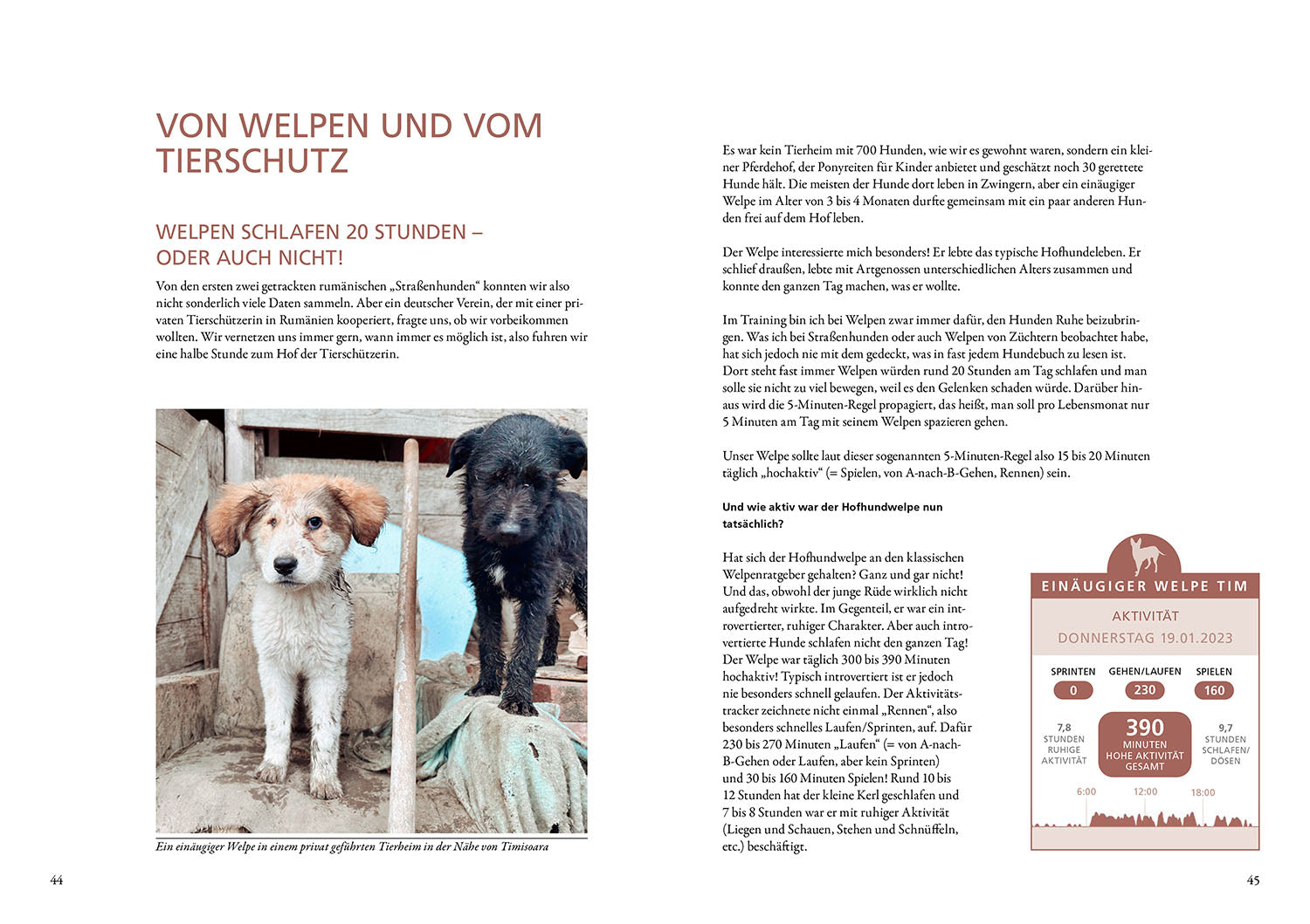 Die geheime Welt der Straßenhunde