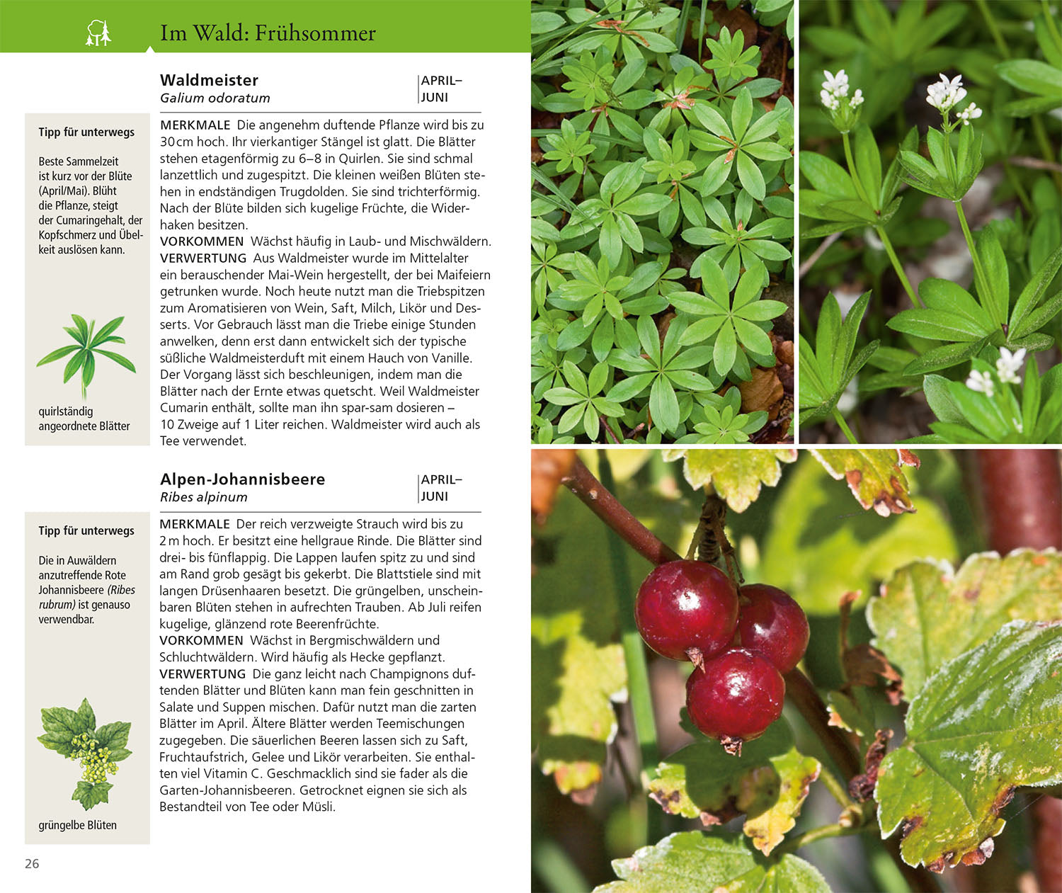 Essbare Wildkräuter und Wildbeeren für unterwegs