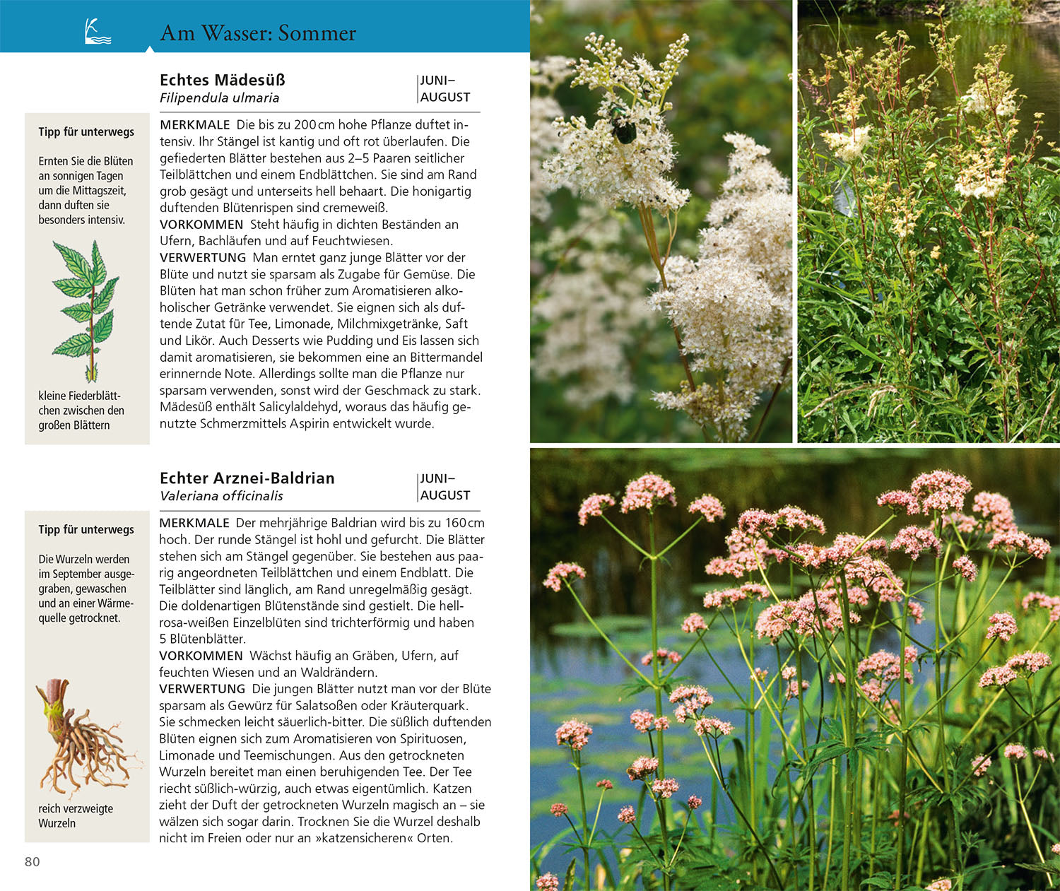 Edible wild herbs and berries for on the go
