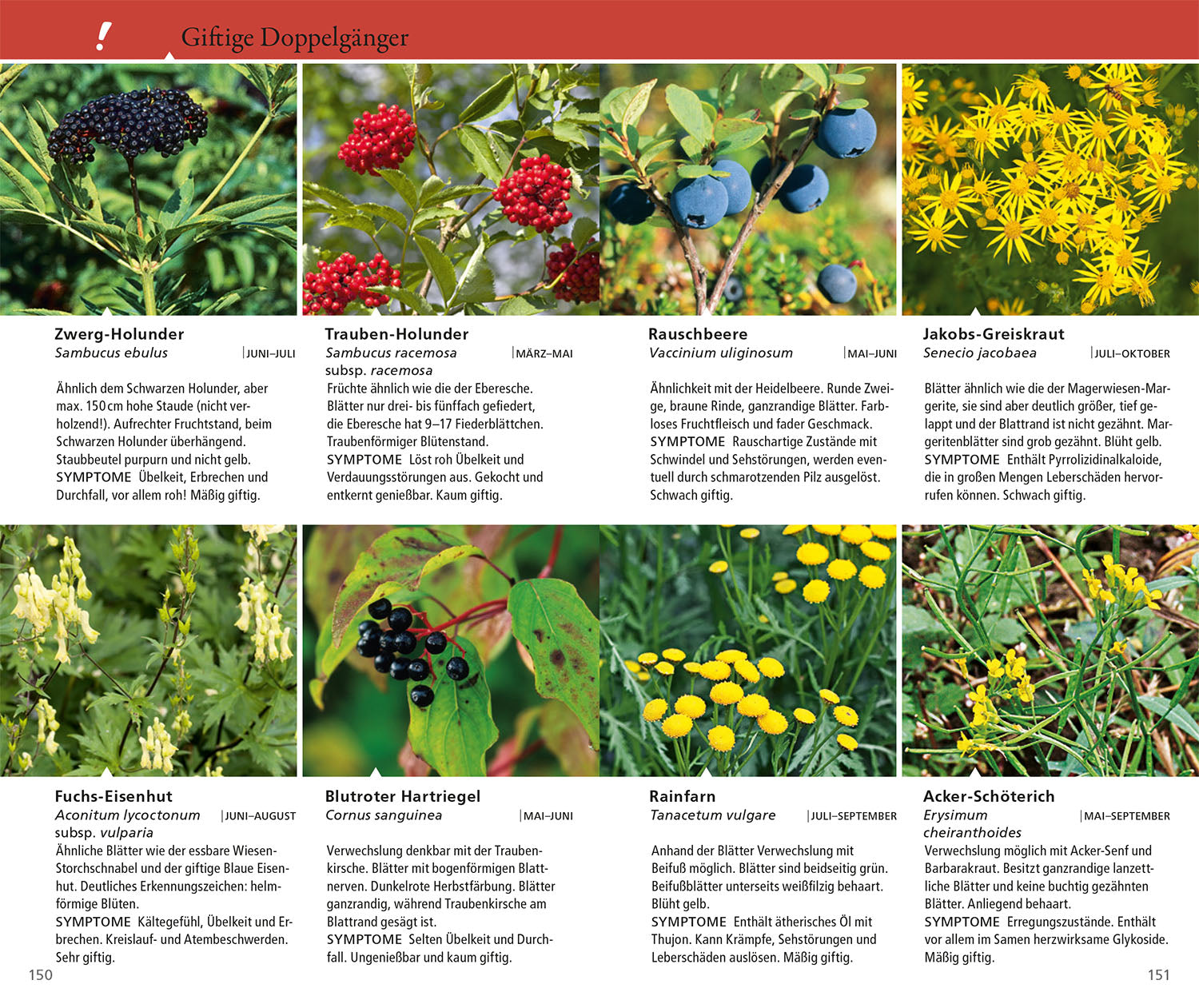 Edible wild herbs and berries for on the go