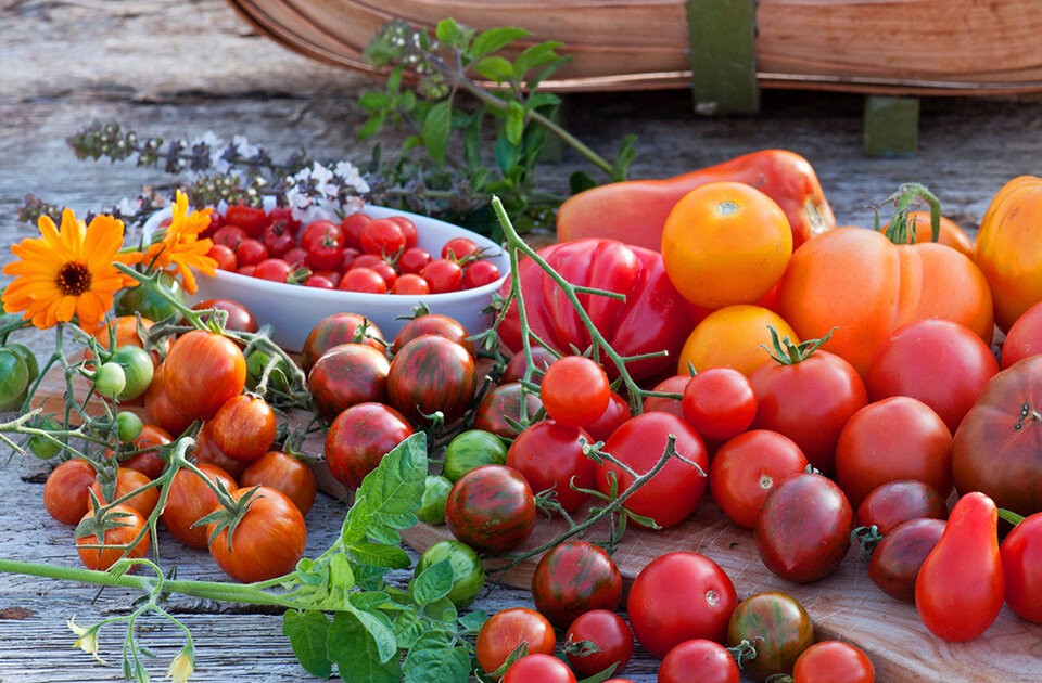 Bunte Tomatenvielfalt erleben