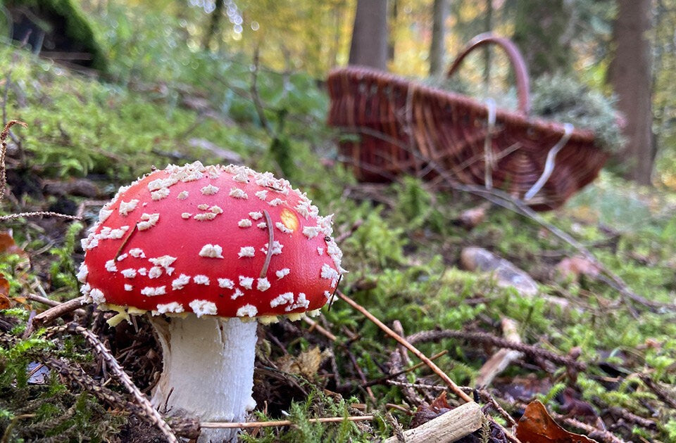 Raus in den Wald, rein ins Pilz-Abenteuer!