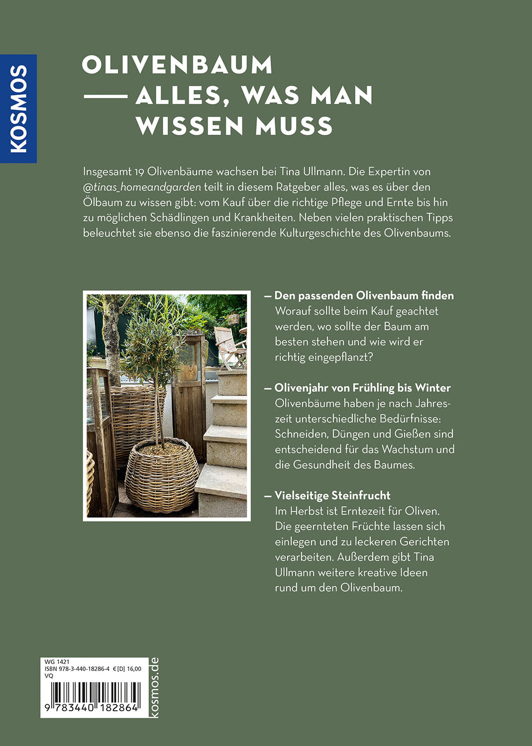 Olivenbaum ganz einfach