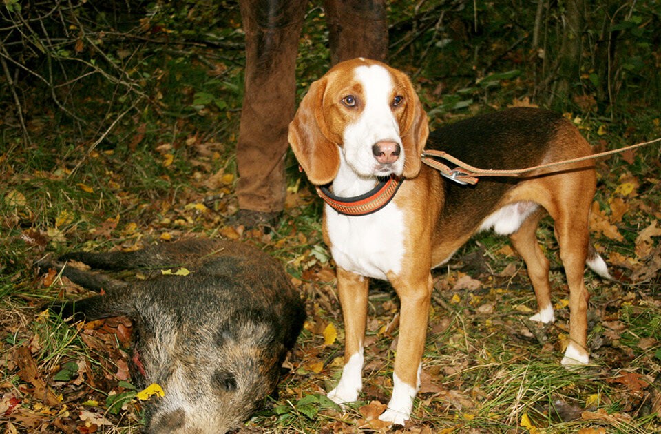Vom Junghund zum Jagdhelfer