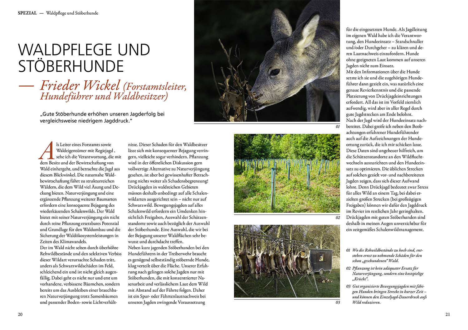 Jagen mit Stöberhunden