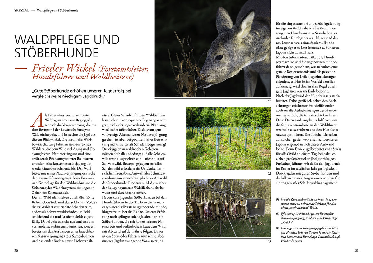 Jagen mit Stöberhunden